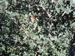 Quercus striatula