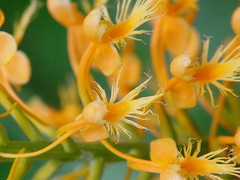 Platanthera chapmanii