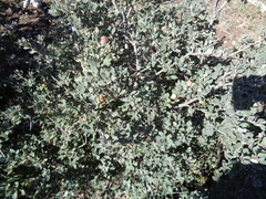 Quercus striatula