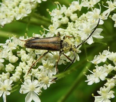 Lepturobosca nigrolineata