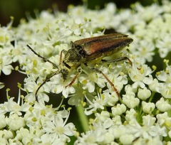 Lepturobosca nigrolineata