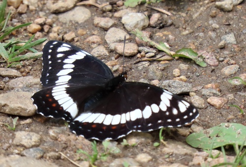 Weidemeyer's Admiral