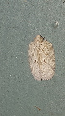 Flatoidinus punctatus