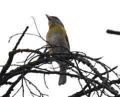 Cyclarhis gujanensis