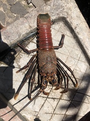 Panulirus penicillatus