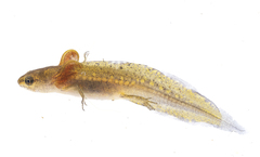 Smooth Newt photo 6