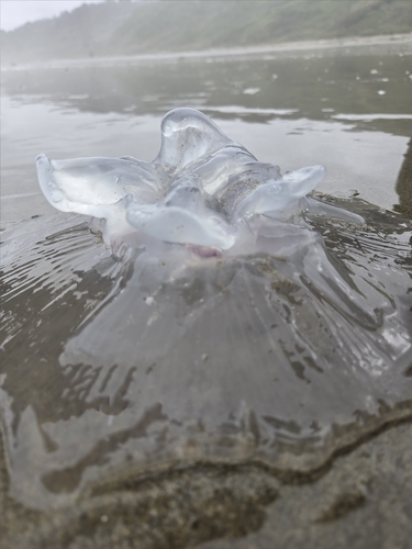 Greater Moon Jelly photographed in Oregon