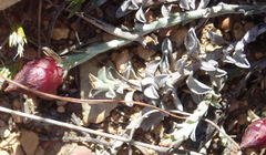 Syncarpha canescens tricolor