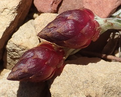Syncarpha canescens tricolor