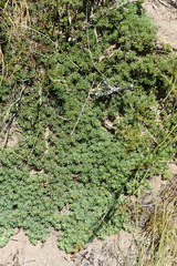 Aspalathus juniperina juniperina