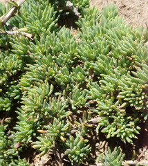 Aspalathus juniperina juniperina