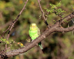 Melopsittacus undulatus domesticus