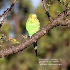 Melopsittacus undulatus domesticus