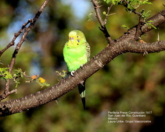 Melopsittacus undulatus domesticus