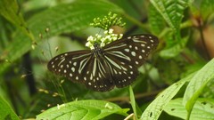 Parantica nilgiriensis