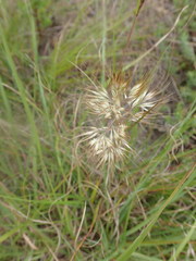 Pentameris curvifolia