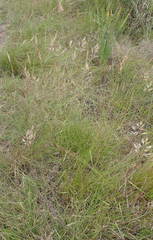 Pentameris curvifolia