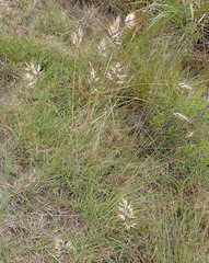 Pentameris curvifolia