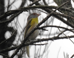 Cyclarhis gujanensis