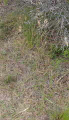 Pentameris curvifolia