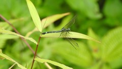 Hylaeothemis apicalis