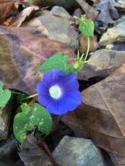 Ipomoea hederacea integriuscula