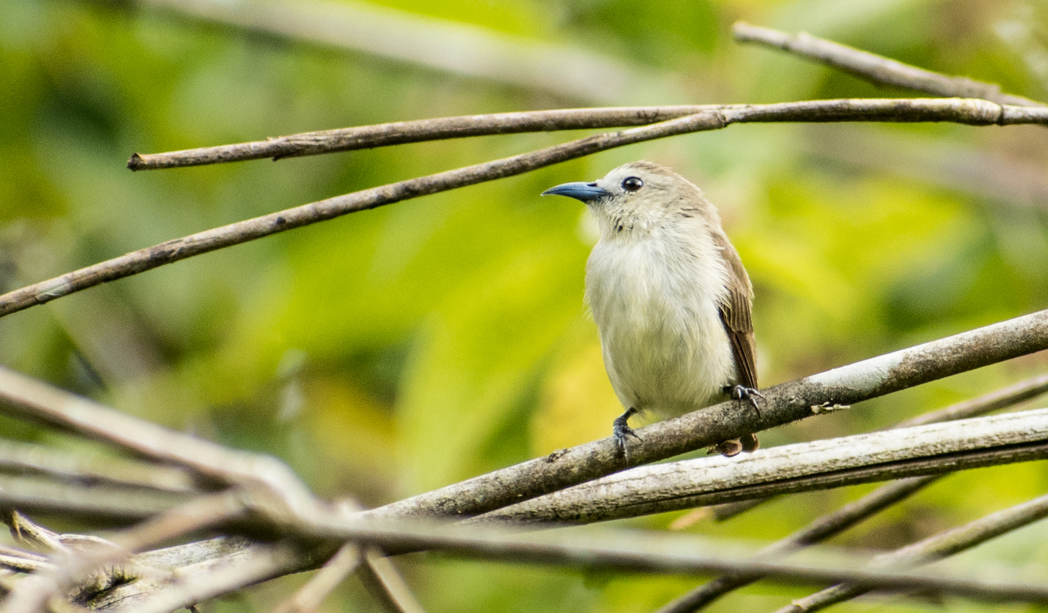 Nilgiri Flowerpecker