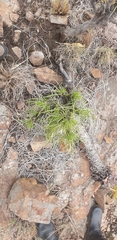 Xerophyta retinervis