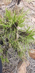 Xerophyta retinervis