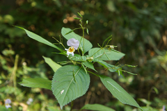Impatiens edgeworthii