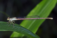 Ceriagrion olivaceum