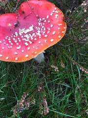 Amanita muscaria