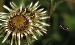 Pseudoanthidium nanum