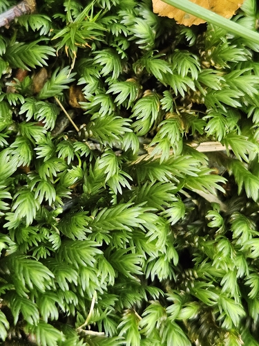Many-leaved Pocket-moss (Fissidens polyphyllus)