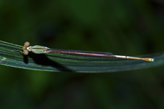 Ceriagrion olivaceum