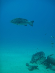 Mycteroperca rosacea