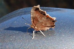 Polygonia comma