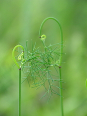 Ptilimnium