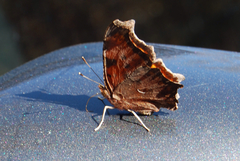 Polygonia comma