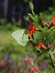 Silene subciliata