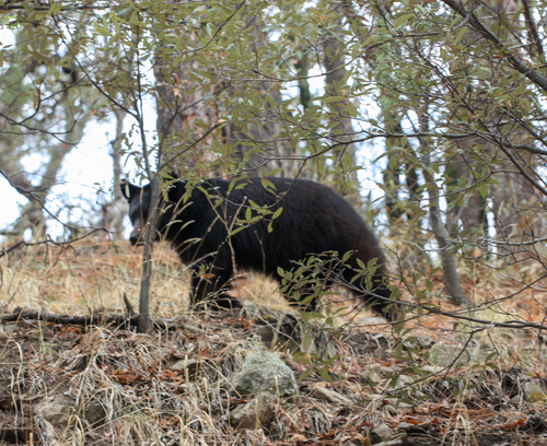 American Black Bear photographed in Arizona