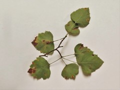 Crataegus ouachitensis