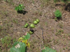 Crataegus ouachitensis