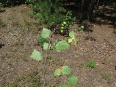 Crataegus ouachitensis