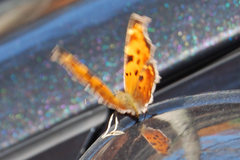 Polygonia comma