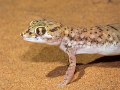 Anderson's Short-Fingered Gecko photo 3