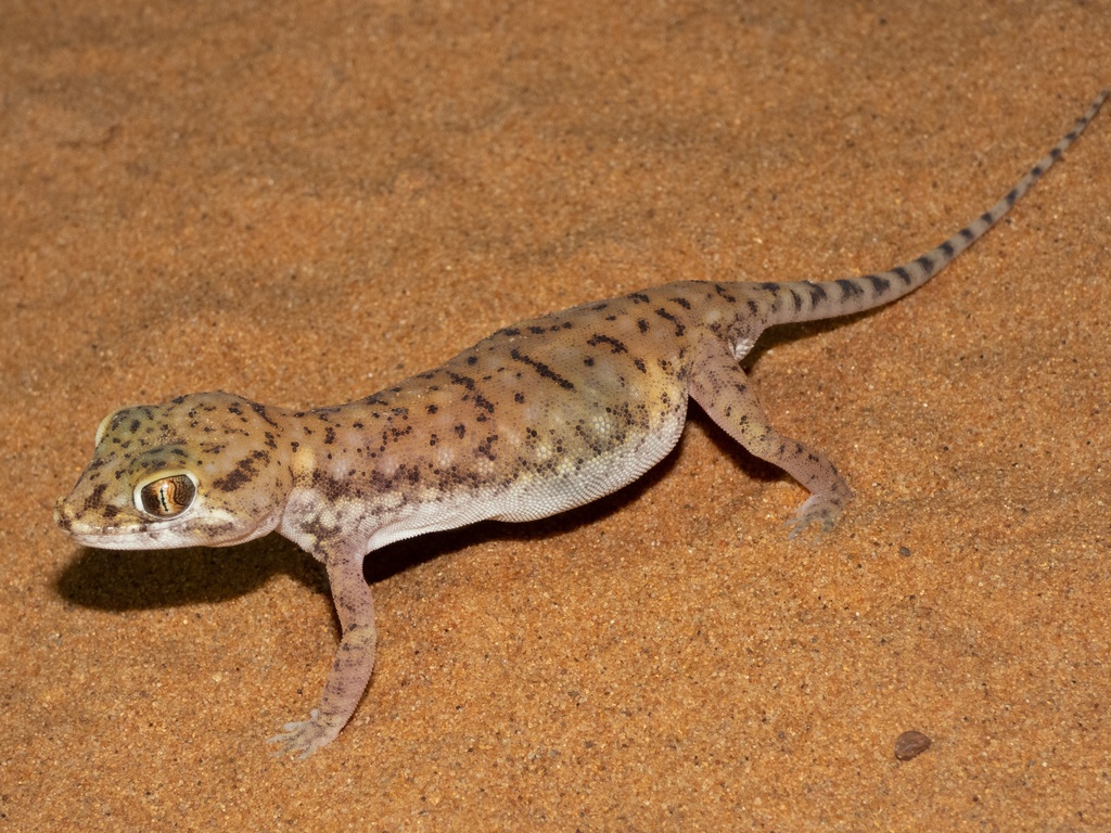 Petrie's Gecko