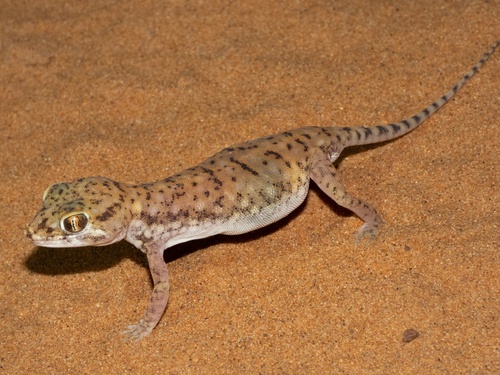 Anderson's Short-fingered Gecko