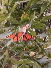 Danaus plexippus