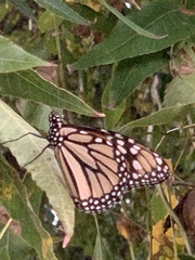 Danaus plexippus